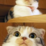 Shocked cat meme