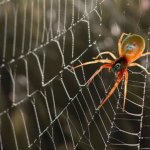 Spider On The Web