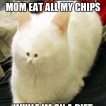 small face cat | ME WATCHING MY MOM EAT ALL MY CHIPS; WHILE IM ON A DIET | image tagged in small face cat | made w/ Imgflip meme maker