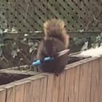 Squirrel with knife
