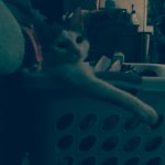 Cat in a laundry basket meme