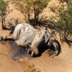 dead mammoth