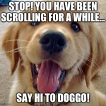 Cute dog | STOP! YOU HAVE BEEN SCROLLING FOR A WHILE... SAY HI TO DOGGO! | image tagged in cute dog | made w/ Imgflip meme maker