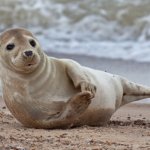 beach seal
