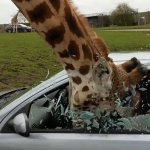 Giraffe head bash