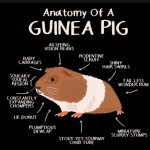 guinea pig anatomy