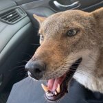 Car Coyote