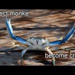 Reject monke become crab