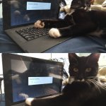 Keyboard Warrior Cat meme