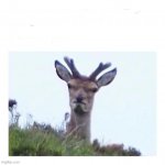 A very mad deer because of X