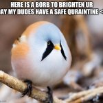 wholesome borb boi | HERE IS A BORB TO BRIGHTEN UR DAY MY DUDES HAVE A SAFE QURAINTINE <3 | image tagged in borb | made w/ Imgflip meme maker