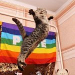 Pride Cat meme
