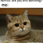 Stare cat | netflix: are you still watching? me: | image tagged in stare cat,memes,gifs,pie charts,ha ha tags go brr | made w/ Imgflip meme maker