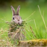 rabbit eating a lot of grass