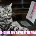 Annoyed Designer Cat | FEIGL-DING JUST TWEETED AGAIN... | image tagged in annoyed designer cat | made w/ Imgflip meme maker