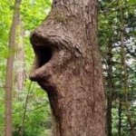 Tree pog