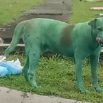 green dog