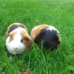 curious guinea pigs