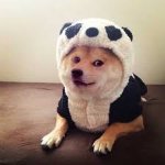 DogePanda