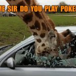 Pokemon Go | EXCUSE  ME  SIR  DO  YOU  PLAY  POKEMON  GO? | image tagged in giraffe head bash,pokemon,pokemon go | made w/ Imgflip meme maker