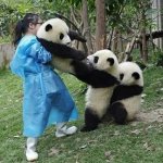 panda tug of war