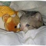 crying cat with teddy bear