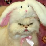 Easter Cat meme