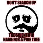 Once You See It You Can't Go Back | DON'T SEARCH UP; THE SCIENTIFIC NAME FOR A PINE TREE | image tagged in the face of dread,memes,funny,scientific name | made w/ Imgflip meme maker