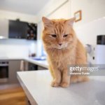 Cat looking at watermark