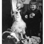 Girl And Goat Laughing
