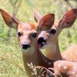 Deer neck licc