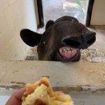 Tapir Sandwich