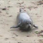 Seal bounce GIF Template