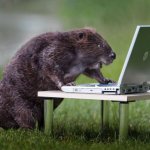 Beaver on laptop meme