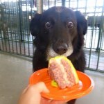 Dog Shocked At Cake