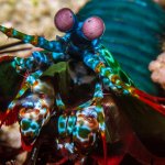 Mantis Shrimp Staring