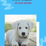 cachorro GIF Template