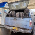 Dogs in pickup