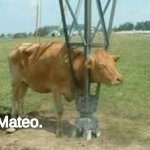 I am happy to introduce.. Mateo. | Mateo. | image tagged in mateo | made w/ Imgflip meme maker