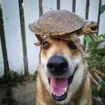 Happy turtle and dog