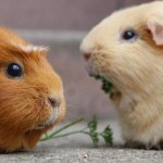One Guinea Pig Said to the Other