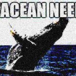 Cetacean needed deep-fried