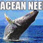 Cetacean needed light fried meme