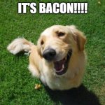Happy Dog | IT'S BACON!!!! | image tagged in happy dog | made w/ Imgflip meme maker