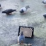 pigeon looking at screen