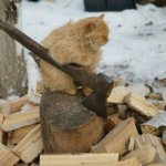 Cat with wood