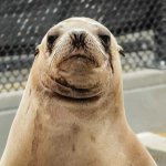 annoyed sea lion