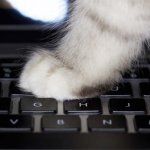 Cat on keyboard