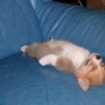 Corgi sleeping