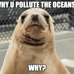 why? | WHY U POLLUTE THE OCEANS? WHY? | image tagged in mad sea lion | made w/ Imgflip meme maker